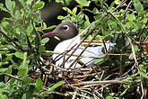 Mouette rieuse