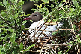 Black-headed Gull