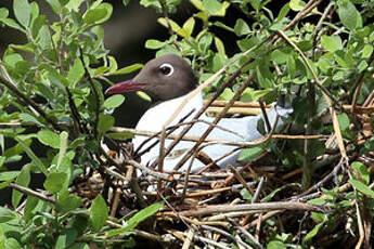 Mouette rieuse