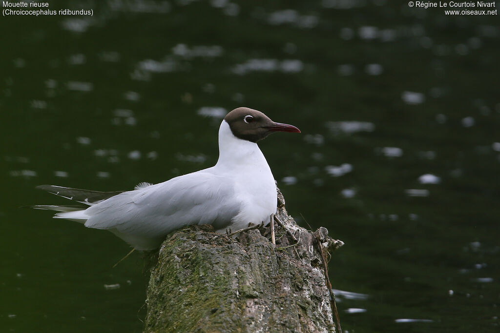 Mouette rieuse, Nidification