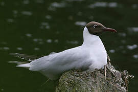 Mouette rieuse