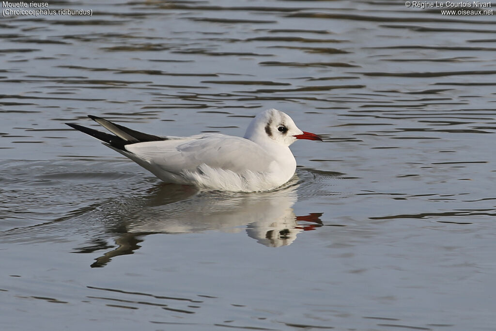 Mouette rieuse