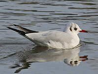 Mouette rieuse