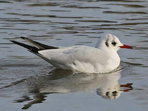 Mouette rieuse