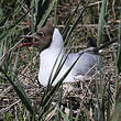 Mouette rieuse