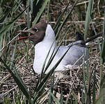 Mouette rieuse