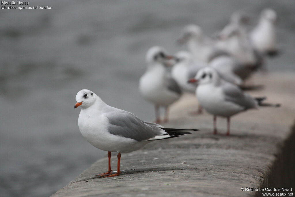 Black-headed Gulladult