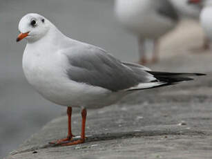 Mouette rieuse