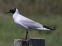 Mouette rieuse