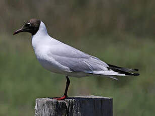 Mouette rieuse