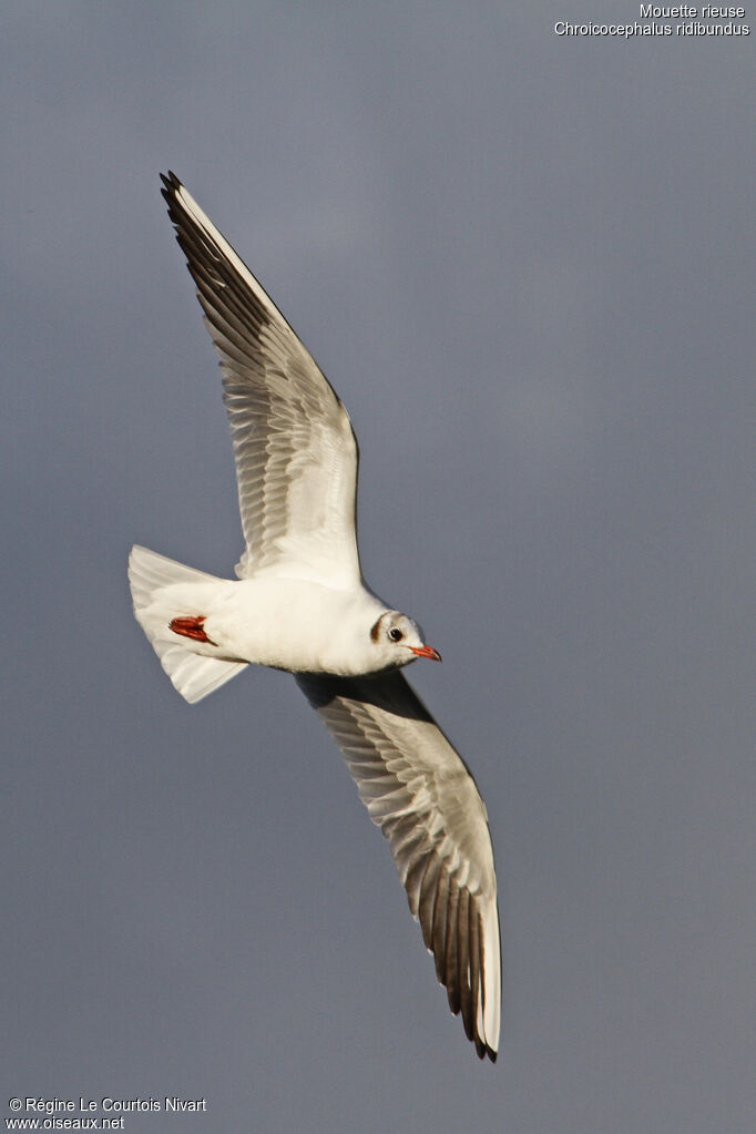 Mouette rieuse