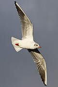 Black-headed Gull