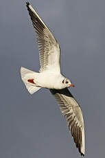 Mouette rieuse