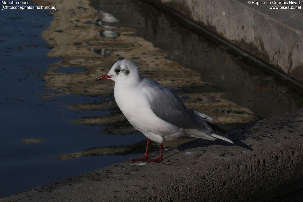 Mouette rieuse