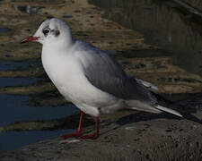 Black-headed Gull