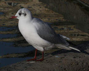 Mouette rieuse