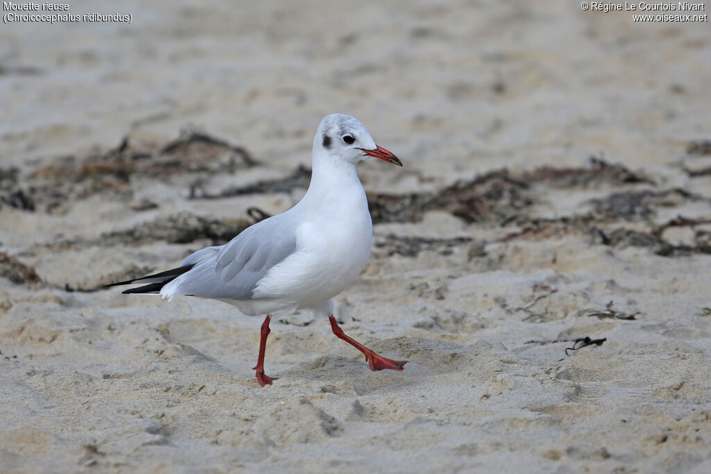 Mouette rieuse