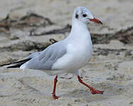 Mouette rieuse