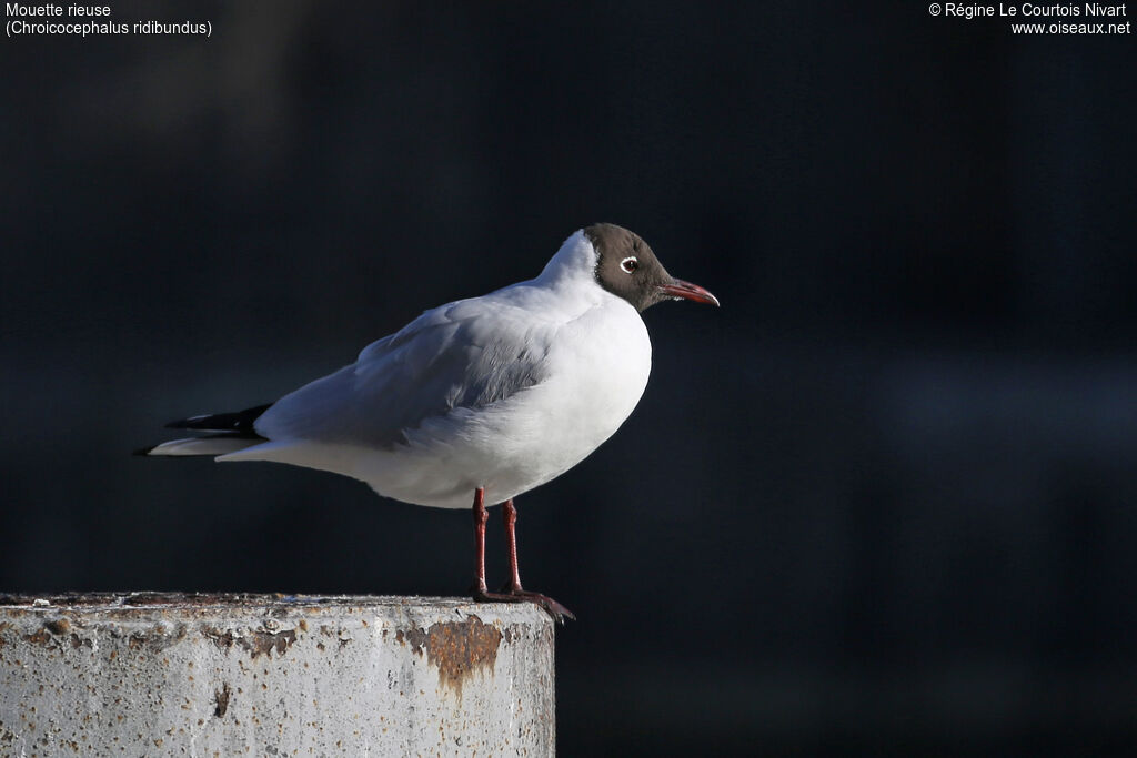 Black-headed Gulladult breeding