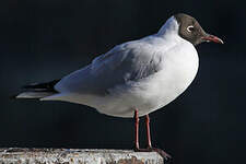 Mouette rieuse