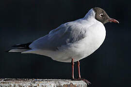 Black-headed Gull