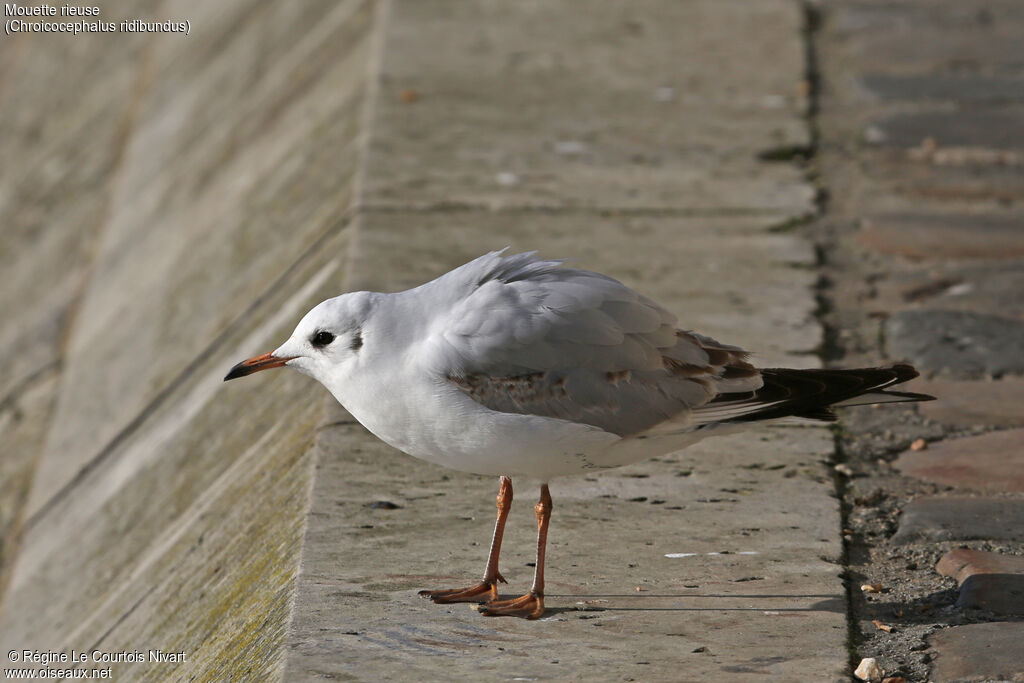 Mouette rieuseimmature