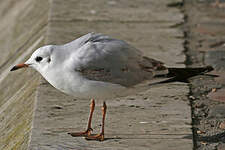 Mouette rieuse