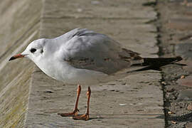 Mouette rieuse