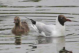 Mouette rieuse