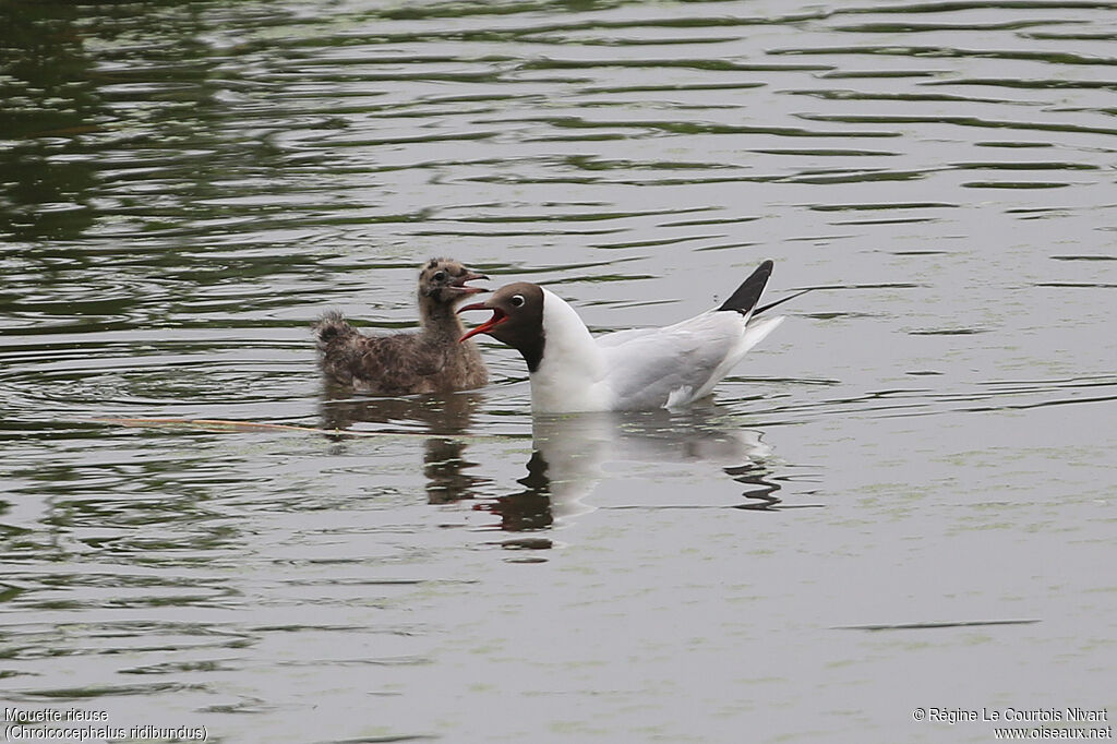 Mouette rieuse