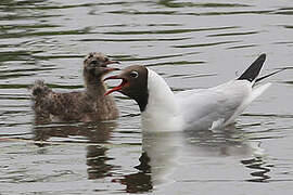 Black-headed Gull