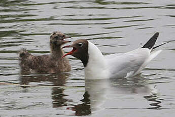 Mouette rieuse