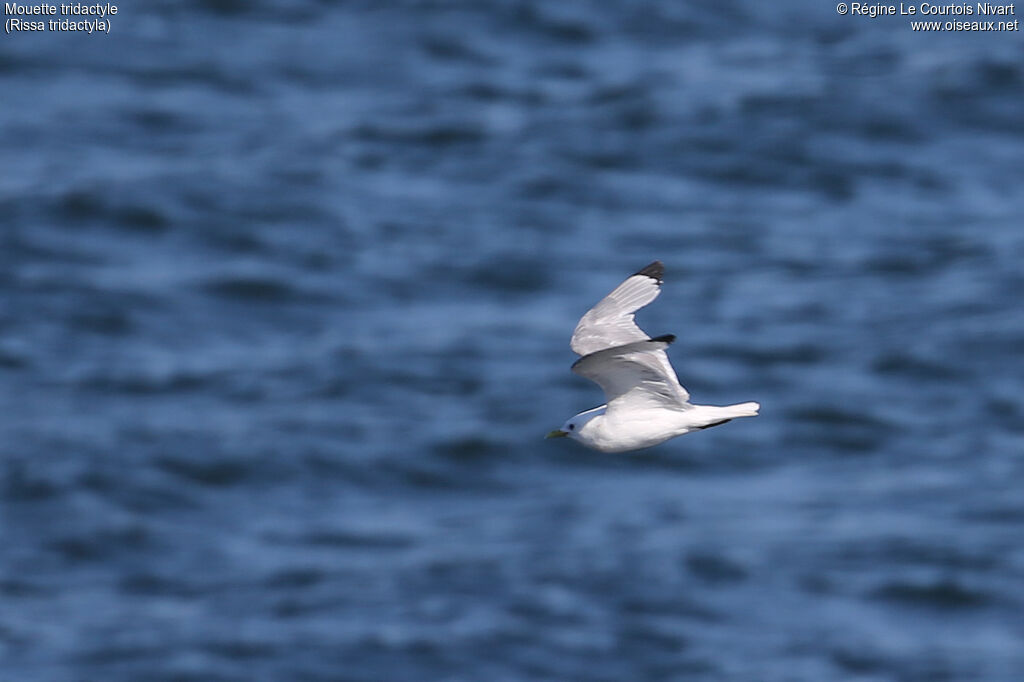 Mouette tridactyle