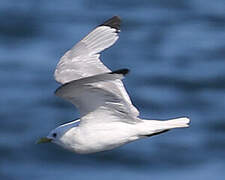 Black-legged Kittiwake