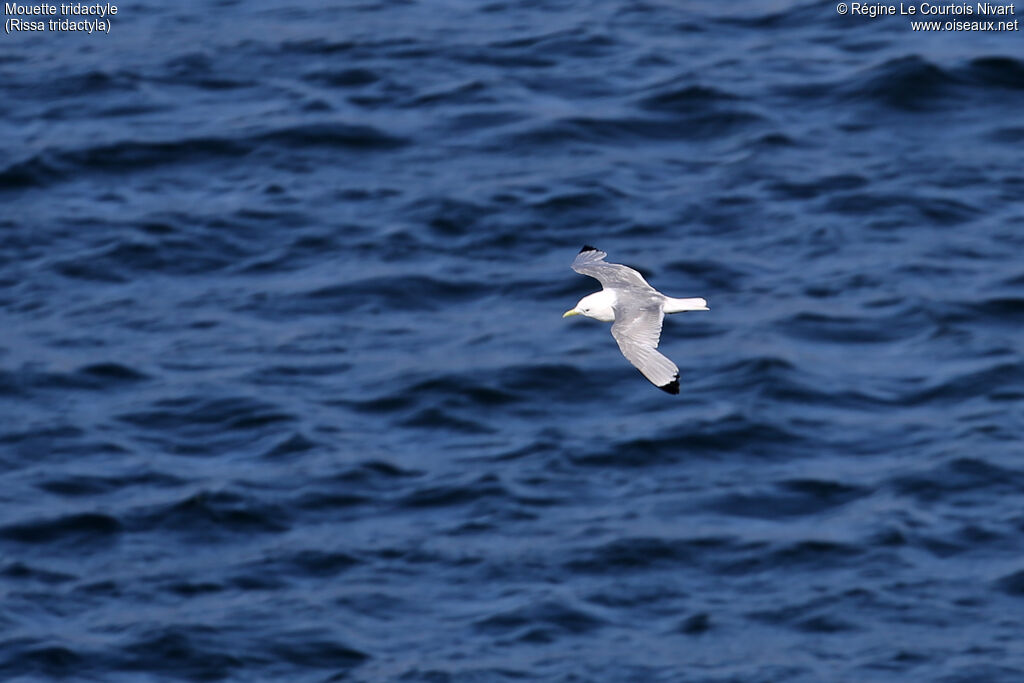 Black-legged Kittiwake