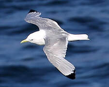 Black-legged Kittiwake