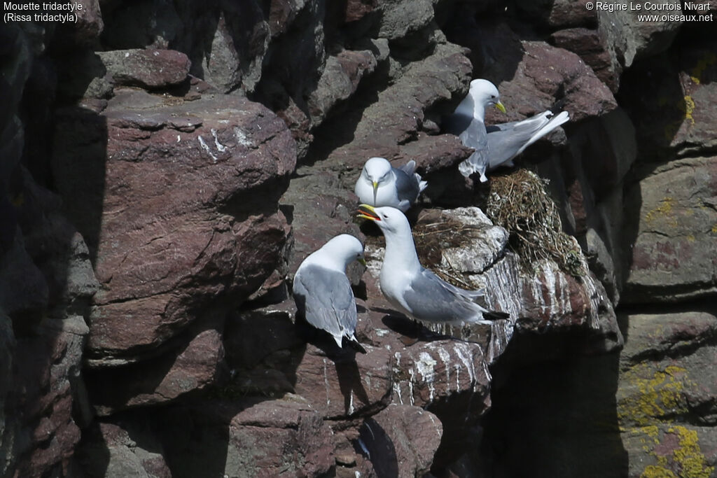 Black-legged Kittiwake, Reproduction-nesting