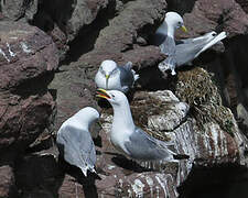 Black-legged Kittiwake