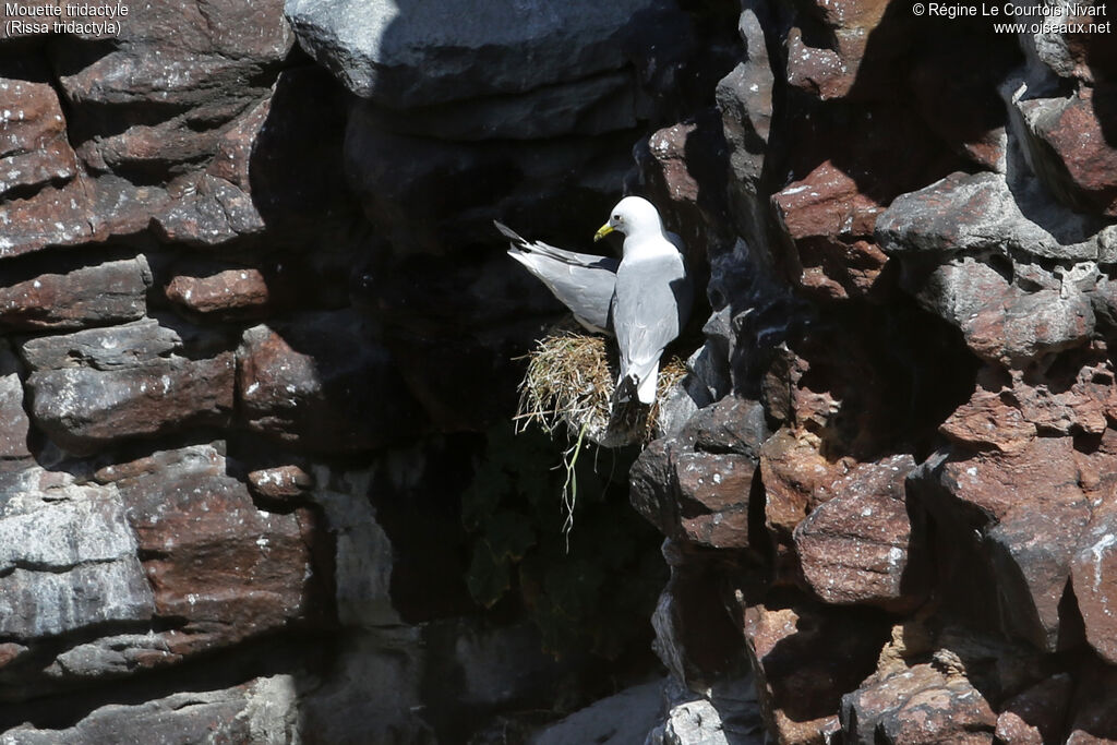 Black-legged Kittiwake, Reproduction-nesting