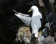 Mouette tridactyle