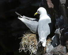 Black-legged Kittiwake