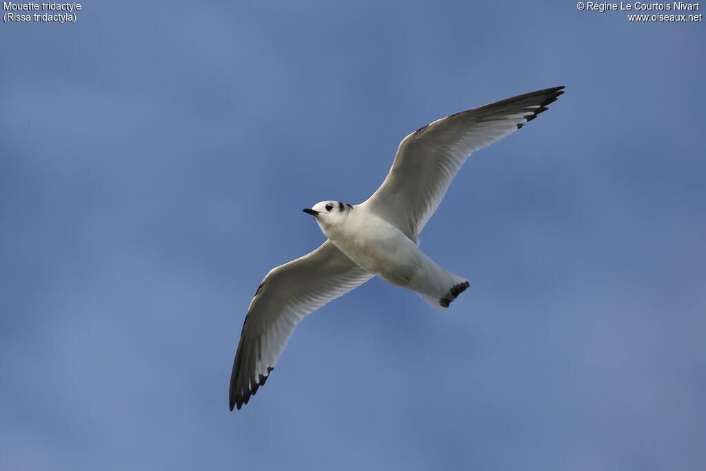 Black-legged KittiwakeFirst year