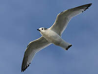 Mouette tridactyle