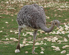 Lesser Rhea