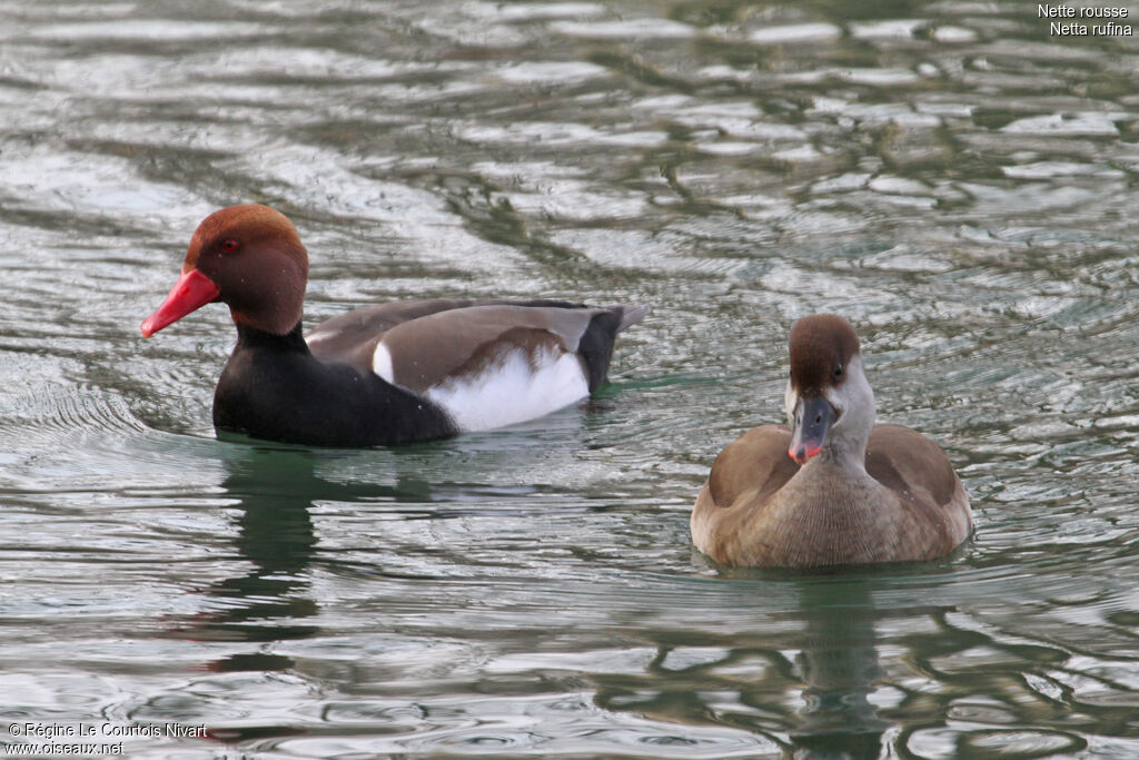 Red-crested Pochard 