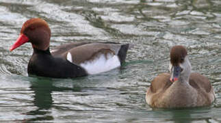 Red-crested Pochard