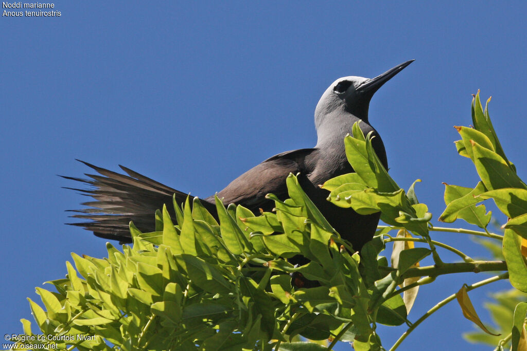 Lesser Noddy