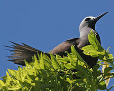 Lesser Noddy