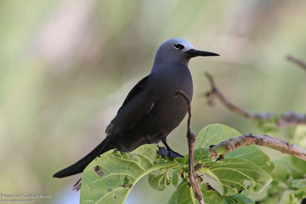 Lesser Noddy, identification