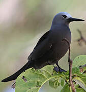 Lesser Noddy